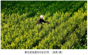 当肯德基“助力”黄花菜 一碗暖心粥 舌尖上的传统