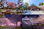 开启福冈春日浪漫之旅：樱花美景！博多阪急美食和购物！